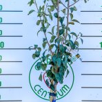 Hruška obyčajná (Pyrus Communis) ´MOSCATELLA´ - zelená letná, výška 230-260 cm, obvod kmeňa 6/8 cm, kont. C6L